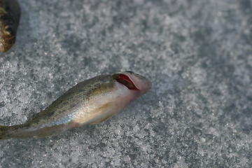 Image showing live fish. red gills