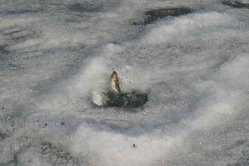 Image showing winter catch