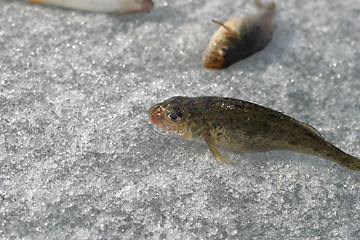 Image showing fish on ice