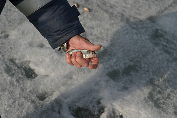 Image showing live fish in the hands of the fisherman on winter fishing