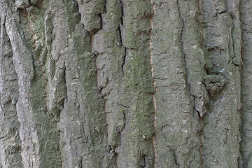 Image showing tree bark