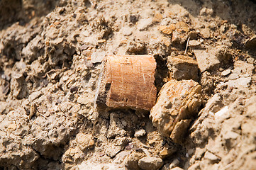 Image showing Petrified wood