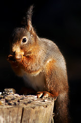 Image showing squirrel