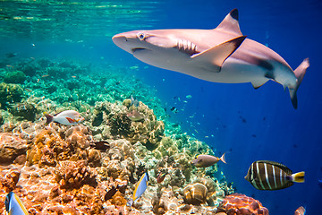 Image showing Tropical Coral Reef.