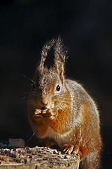 Image showing squirrel