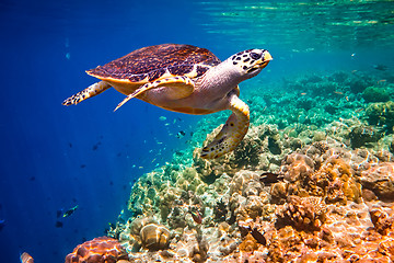 Image showing Hawksbill Turtle - Eretmochelys imbricata