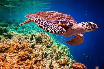 Image showing Hawksbill Turtle - Eretmochelys imbricata