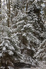 Image showing Winter landscape of natural forest with juvenille spruce trees