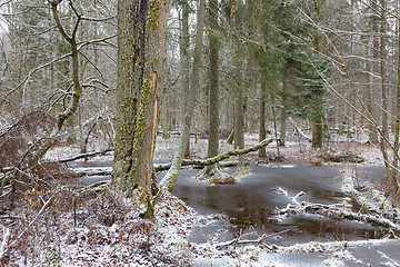 Image showing Old natural stand of Bialowieza Forest by water