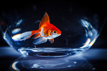 Image showing Goldfish