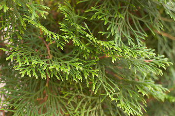 Image showing texture arborvitae