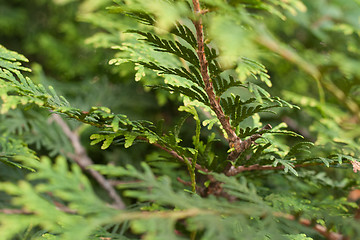 Image showing texture arborvitae