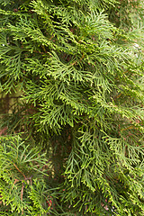 Image showing texture arborvitae