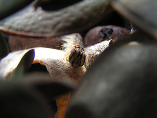 Image showing caterpillar