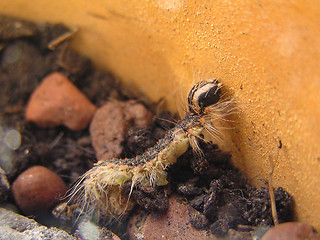 Image showing caterpillar