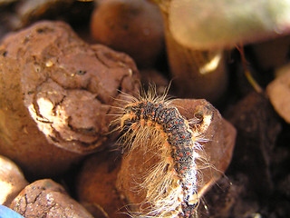 Image showing caterpillar