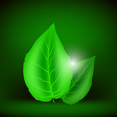 Image showing Two Green Leaves