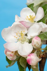 Image showing Apple Flowers