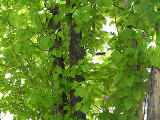 Image showing tree in green leaves