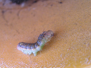 Image showing caterpillar