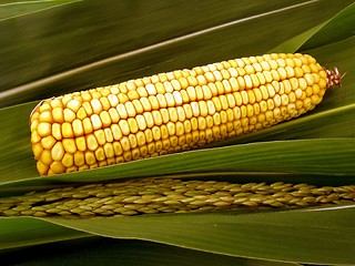Image showing maize