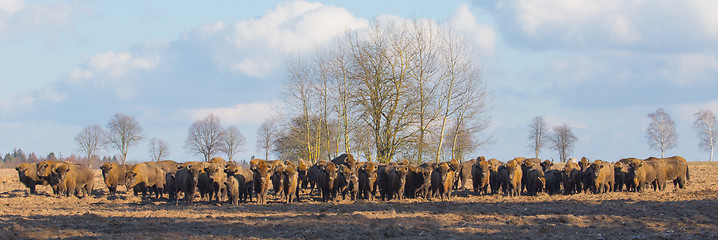 Image showing European Bison herd in winter sunny day