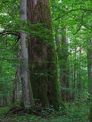 Image showing Monumental linden tree of Bialowieza Forest