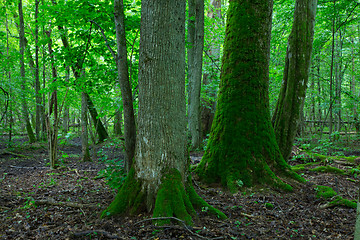 Image showing Group of old trees in summertime stand