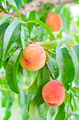 Image showing peach on tree