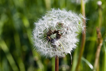 Image showing White dandelion  . close-up 