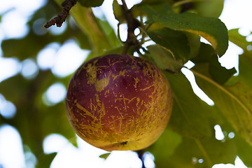 Image showing red apple on the tree  