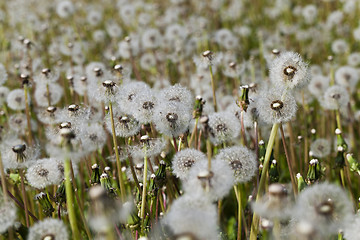 Image showing White dandelion .  close-up  