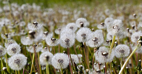 Image showing White dandelion .  close-up  