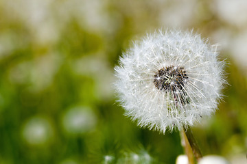 Image showing White dandelion.  close-up  