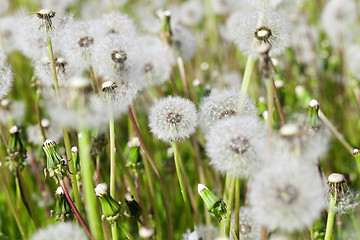 Image showing White dandelion .  close-up  