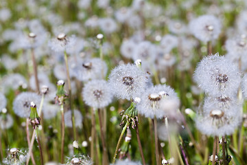 Image showing ripened dandelion . close-up