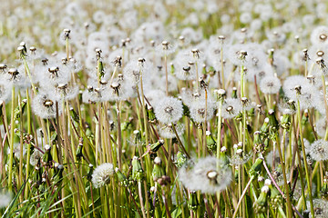 Image showing White dandelion .  close-up  