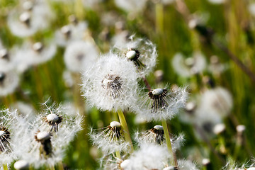 Image showing White dandelion .  close-up  