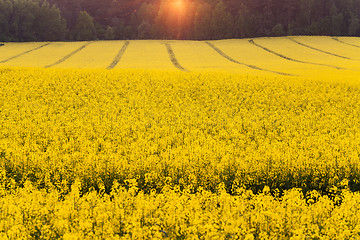 Image showing blooming rape . spring