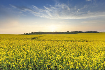 Image showing Rape field . sunset