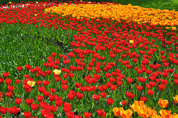 Image showing Tulip Blossom in the Netherlands