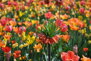 Image showing Tulip Blossom in the Netherlands