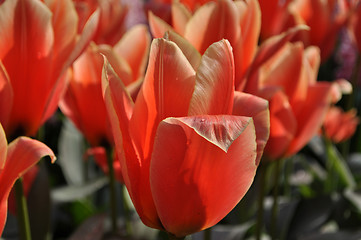 Image showing Tulip Blossom in the Netherlands