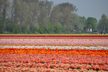 Image showing Tulip Blossom in the Netherlands