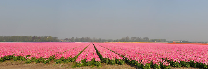 Image showing Tulip Blossom in the Netherlands