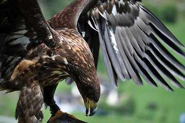 Image showing Sea Eagle in the Alps, Austria