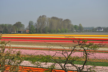 Image showing Tulip Blossom in the Netherlands