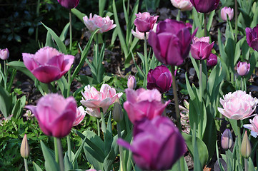 Image showing Tulip Blossom in the Netherlands