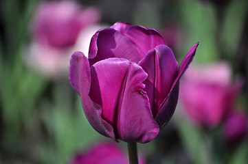 Image showing Tulip Blossom in the Netherlands