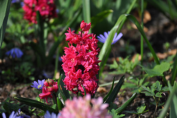 Image showing Tulip Blossom in the Netherlands